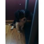 Dogs Cavalier King Charles spaniel